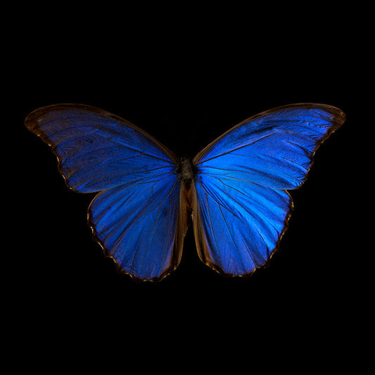 Submerged Symphony: Underwater Photography of Ethereal Beauty