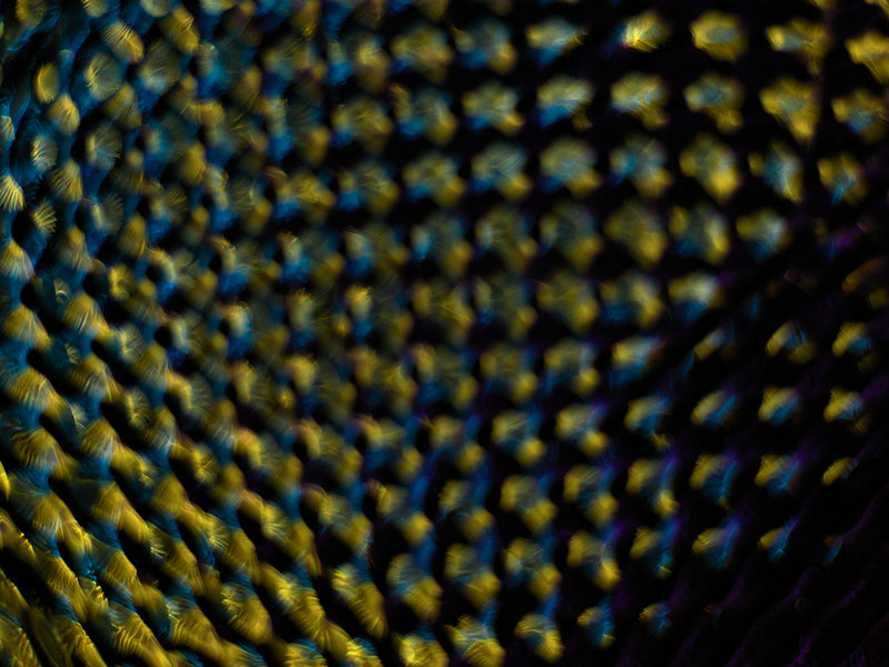 The Art of Discovery: Gravitational Waves Explored through Cymatics Photography