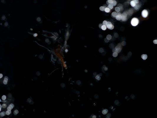 Mortal Mosaic: Underwater Photography of Life's Fragility