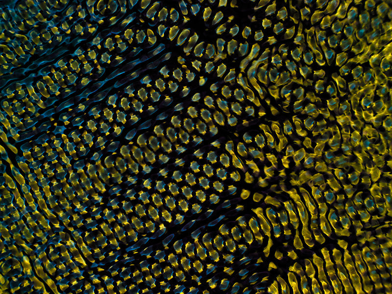Artistic image assets: Cymatics Photography Chronicles Gravitational Waves