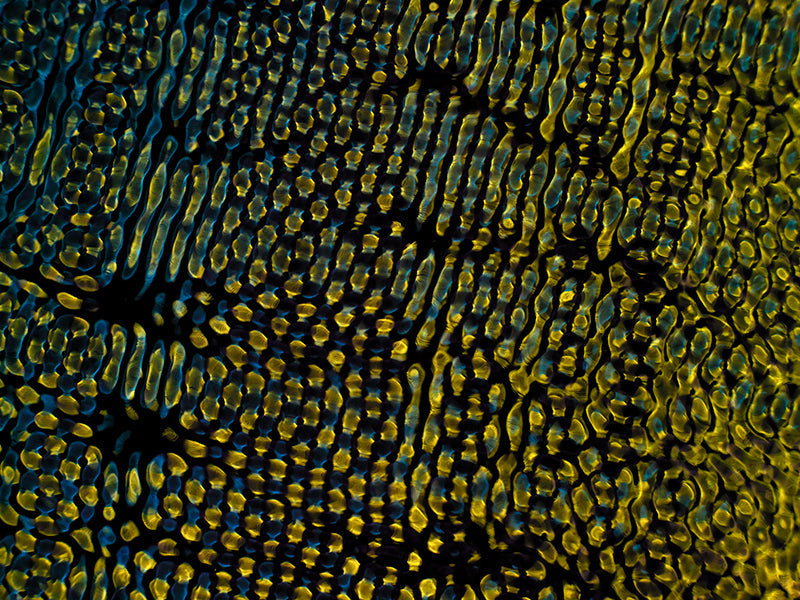 Designing the Unknown: Gravitational Waves in Cymatics Art