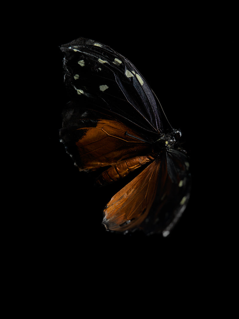 Ephemeral Wings: Butterfly Breeding in Liquid Tranquility