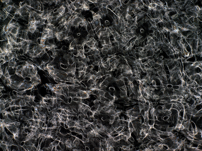 Visual Spectacle: Gravitational Waves Illustrated in Cymatics Artistry