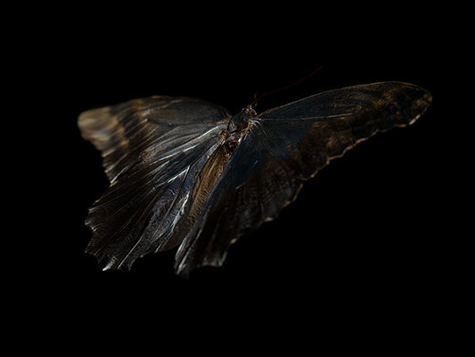 Mystical Metamorphosis: Life and Mortality in Aqua Art 116
