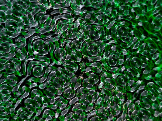 Cymatics photography portfolio for creatives