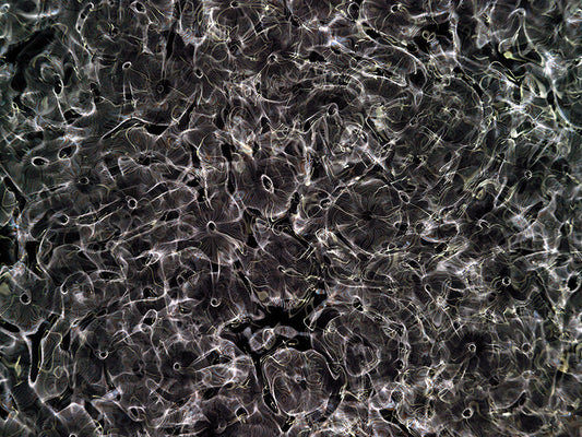 Underwater photograph day ii water light science experiments Warm Mid Tone tonality from Cymatic Water and Light