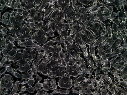 Underwater photograph day ii water light science experiments Verdant Low Light tonality from Cymatic Water and Light