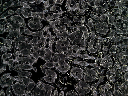 Underwater photograph day ii water light science experiments Verdant Low Light tonality from Cymatic Water and Light