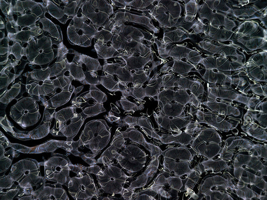 Underwater photograph day ii water light science experiments Cool Low Light tonality from Cymatic Water and Light