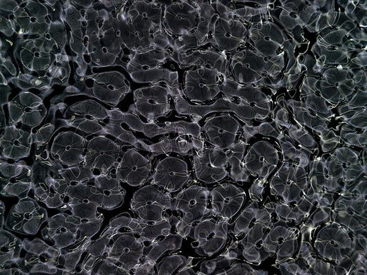 Underwater photograph day ii water light science experiments Cool Low Light tonality from Cymatic Water and Light