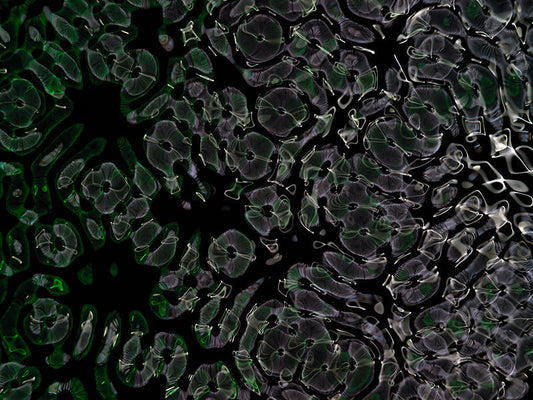 Underwater photograph day ii water light science experiments Verdant Low Light tonality from Cymatic Water and Light