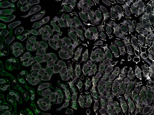 Underwater photograph day ii water light science experiments Verdant Low Light tonality from Cymatic Water and Light