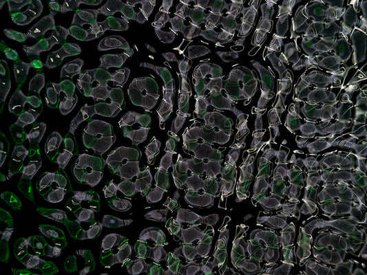 Underwater photograph day ii water light science experiments Verdant Low Light tonality from Cymatic Water and Light