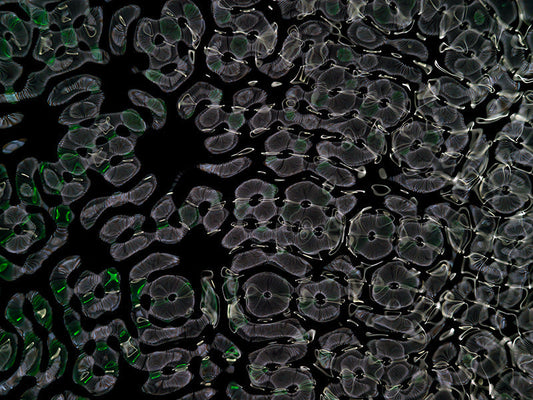 Underwater photograph day ii water light science experiments Verdant Low Light tonality from Cymatic Water and Light