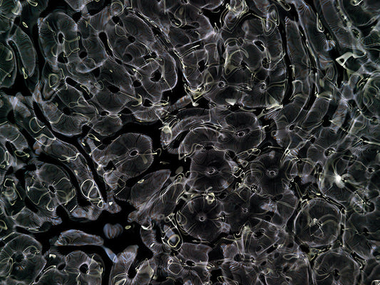 Underwater photograph day ii water light science experiments Verdant Low Light tonality from Cymatic Water and Light