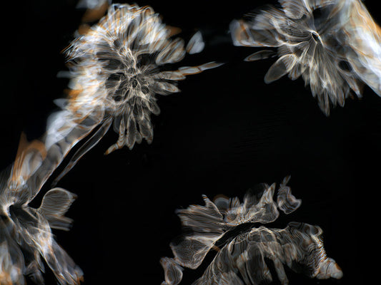 Underwater photograph day iii Warm Low Light tonality from Cymatic Water and Light