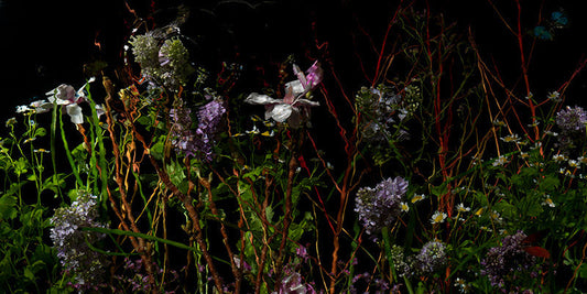 Underwater photograph floral vanitas crop option Warm Low Light tonality