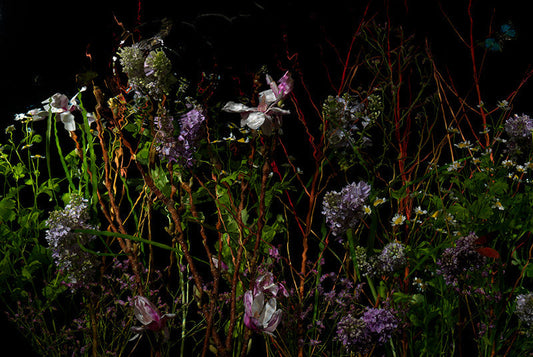 Underwater photograph floral vanitas Warm Low Light tonality