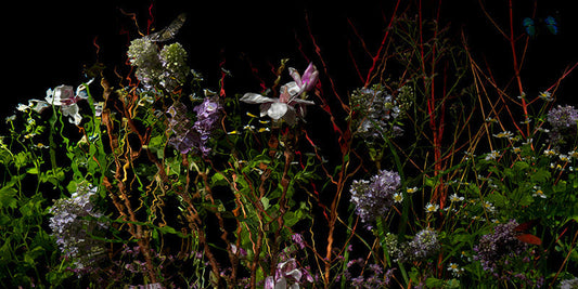 Underwater photograph floral vanitas crop Warm Low Light tonality
