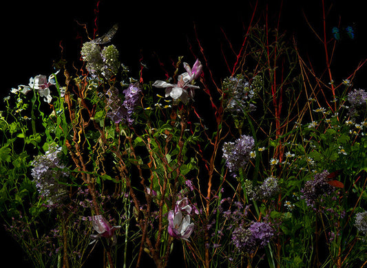 Underwater photograph floral vanitas Warm Low Light tonality