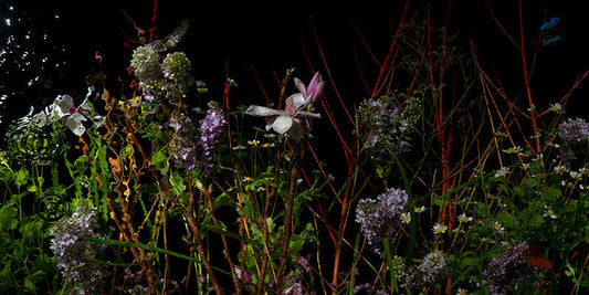 Underwater photograph floral vanitas crop Warm Low Light tonality