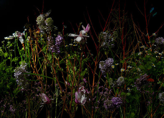 Underwater photograph floral vanitas Warm Low Light tonality