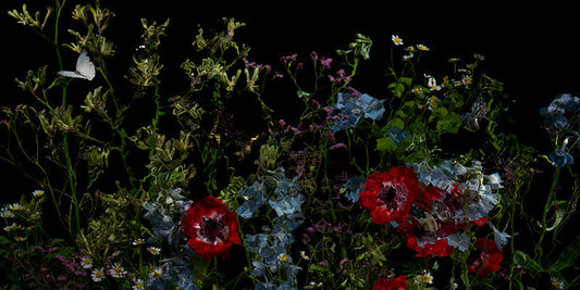 Underwater photograph floral vanitas crop Warm Low Light tonality