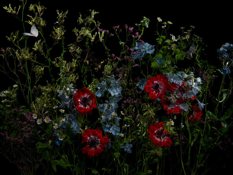 Underwater photograph floral vanitas Warm Low Light tonality