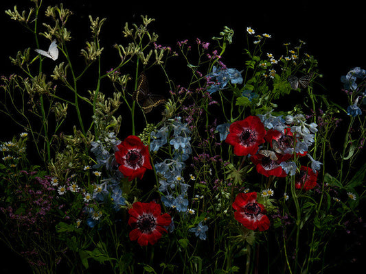 Underwater photograph floral vanitas Warm Low Light tonality