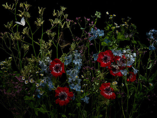 Underwater photograph floral vanitas Warm Low Light tonality