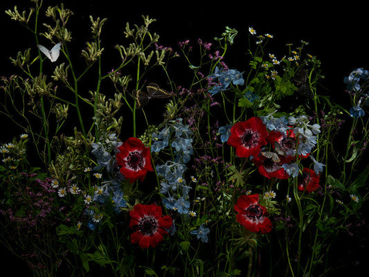 Underwater photograph floral vanitas Warm Low Light tonality