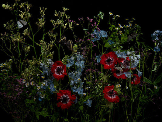 Underwater photograph floral vanitas Warm Low Light tonality