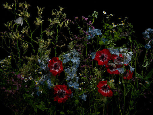 Underwater photograph floral vanitas Warm Low Light tonality