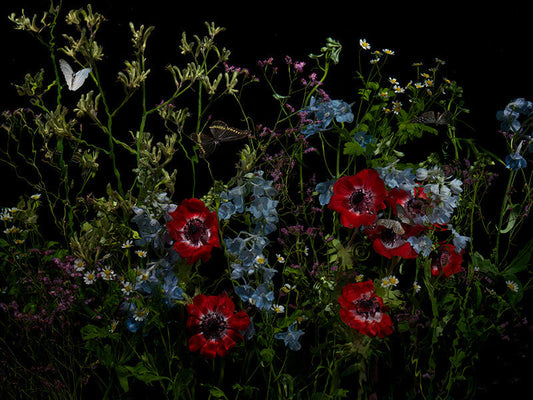 Underwater photograph floral vanitas Warm Low Light tonality