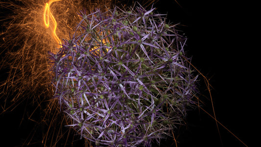 Fusion Floral Vanitas 0725 - Digital Art Download   - €2.40 | Shop now & buy direct from the artists studio - Distil Ennui ™ est.1990.