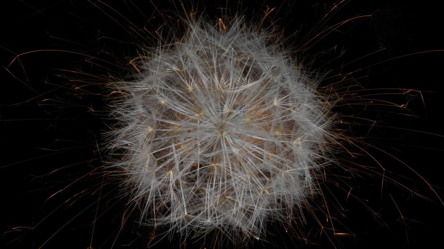 Fusion Floral Vanitas 0848 - Digital Screen Art Download   - €2.40 | Shop now & buy direct from the artists studio - Distil Ennui ™ est.1990.