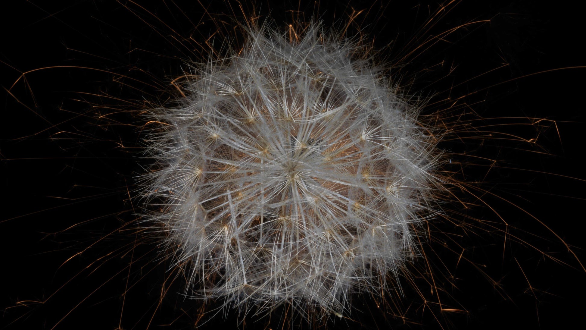 Fusion Floral Vanitas 0848 - Digital Screen Art Download   - €2.40 | Shop now & buy direct from the artists studio - Distil Ennui ™ est.1990.