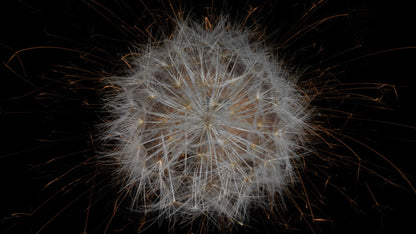 Fusion Floral Vanitas 0848 - Digital Screen Art Download   - €2.40 | Shop now & buy direct from the artists studio - Distil Ennui ™ est.1990.