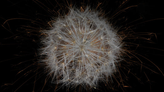 Fusion Floral Vanitas 0848 - Digital Screen Art Download   - €2.40 | Shop now & buy direct from the artists studio - Distil Ennui ™ est.1990.