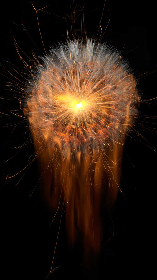 Fusion Floral Vanitas 0984 - Digital Screen Art Download   - €2.40 | Shop now & buy direct from the artists studio - Distil Ennui ™ est.1990.