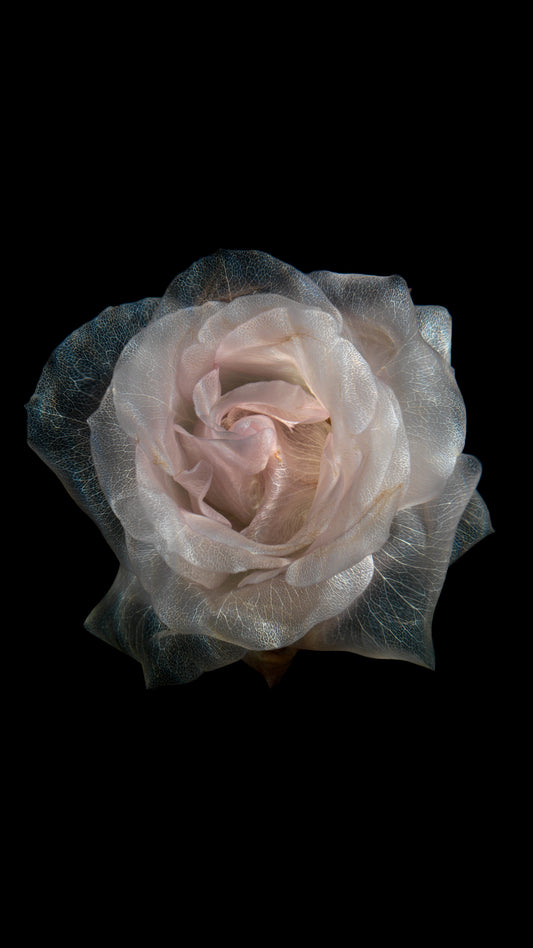 Glass Rose Vanitas 2107 - Digital Art Download   - €2.40 | Shop now & buy direct from the artists studio - Distil Ennui ™ est.1990.