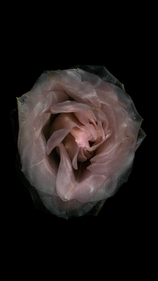 Glass Rose Vanitas 2140 - Digital Art Download   - €2.40 | Shop now & buy direct from the artists studio - Distil Ennui ™ est.1990.