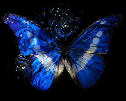 Transparency of a dream illuminated. Plate XIII  photographic print - €6950 | Shop now & buy direct from the artists studio - Distil Ennui ™ est.1990.