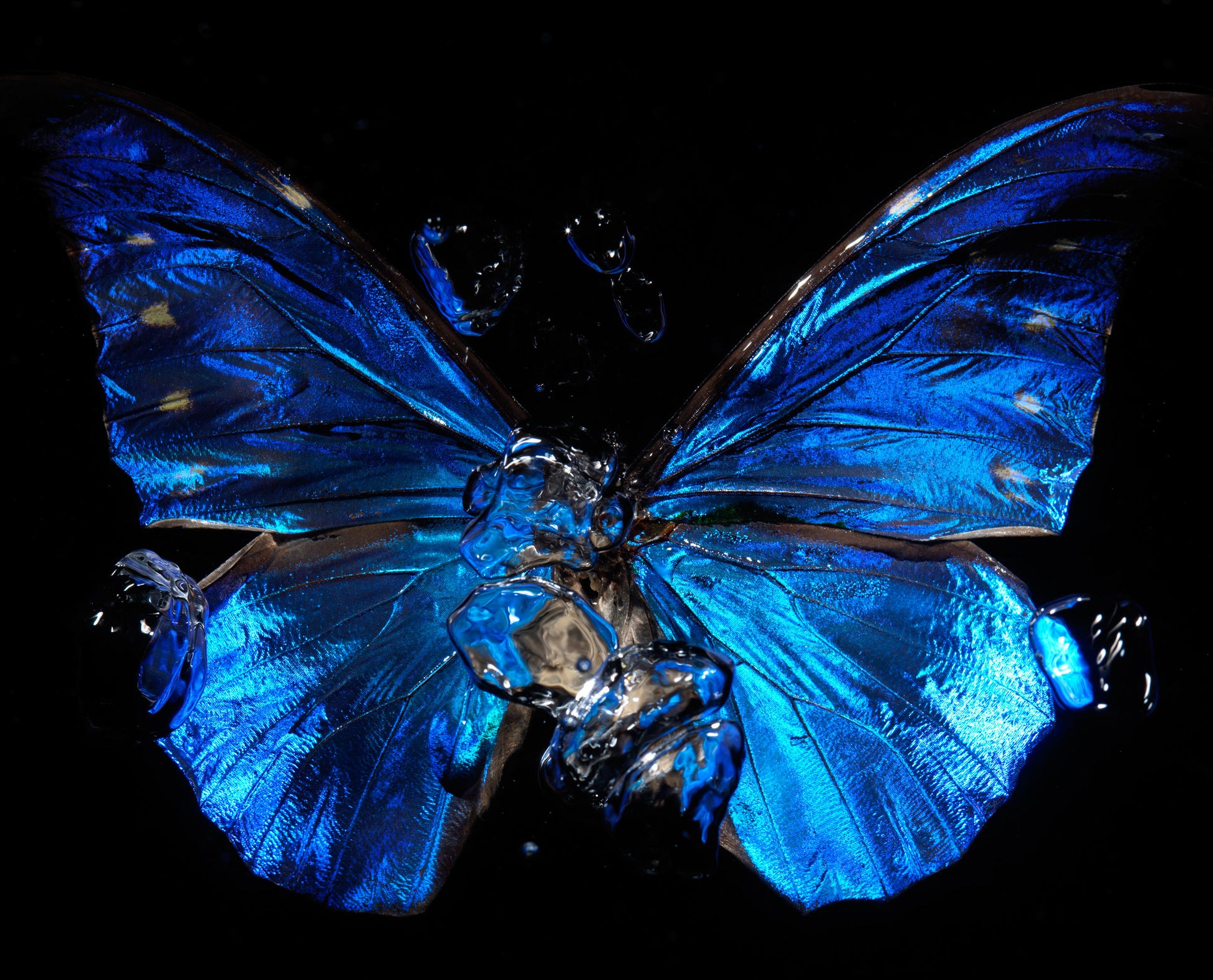 Transparency of a dream illuminated. Plate II  photographic print - €6950 | Shop now & buy direct from the artists studio - Distil Ennui ™ est.1990.