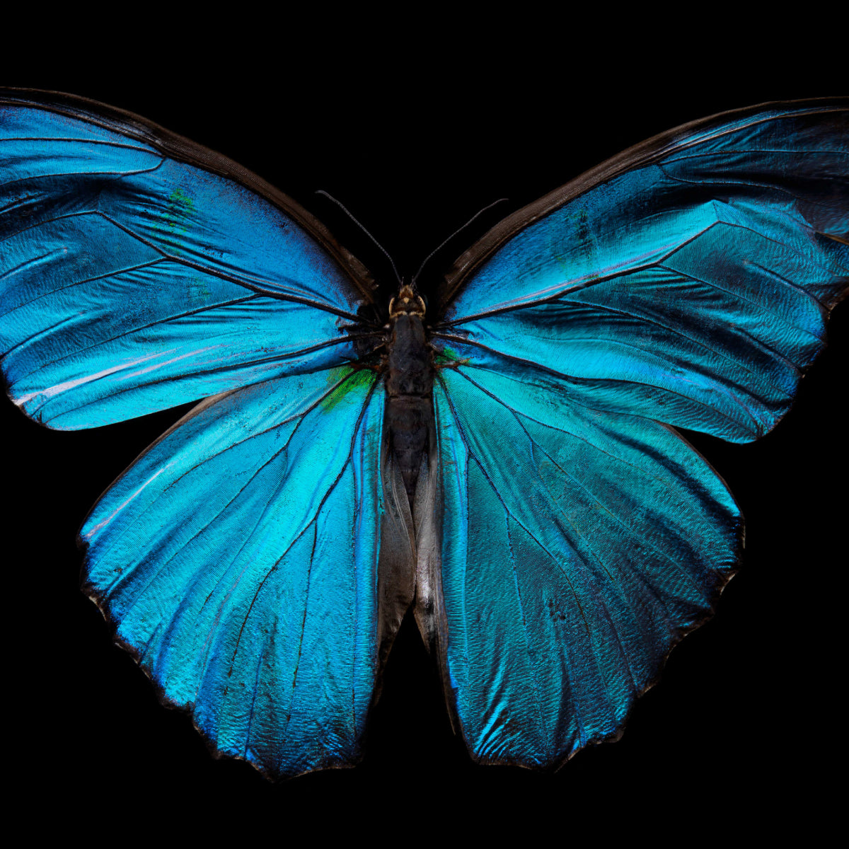 Morpho Amathonte 0334
