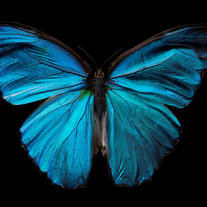 Morpho Amathonte 0334
