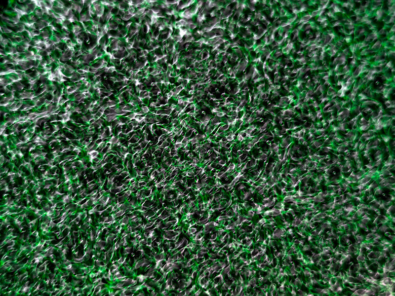 Underwater photograph water light science experiments pure physics Verdant Mid Tone tonality from Cymatic Water and Li