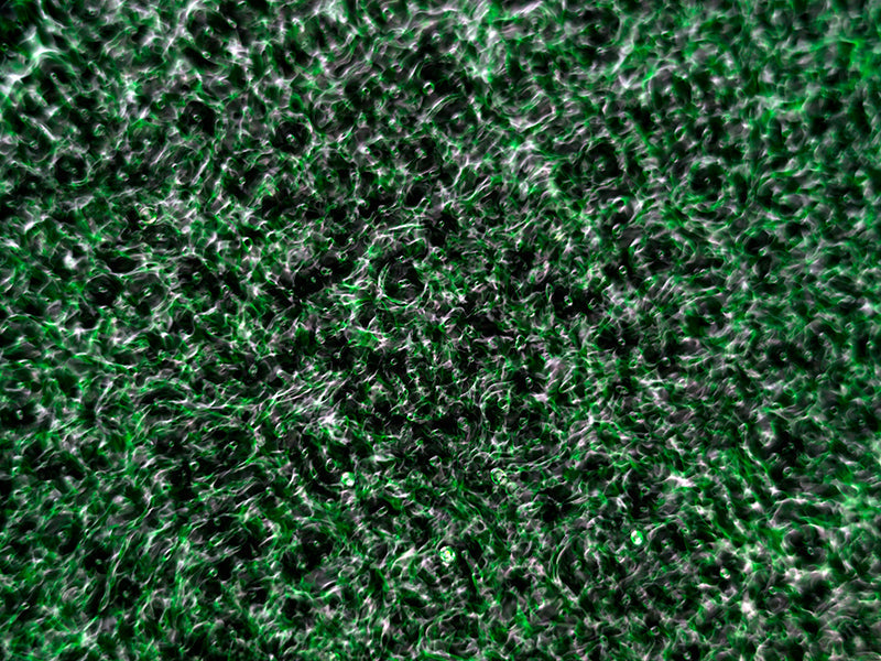 Underwater photograph water light science experiments pure physics Verdant Mid Tone tonality from Cymatic Water and Li