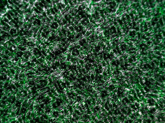 Underwater photograph water light science experiments pure physics Verdant Mid Tone tonality from Cymatic Water and Li