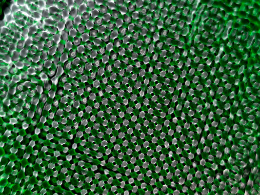 Underwater photograph water light science experiments pure physics Verdant Mid Tone tonality from Cymatic Water and Li